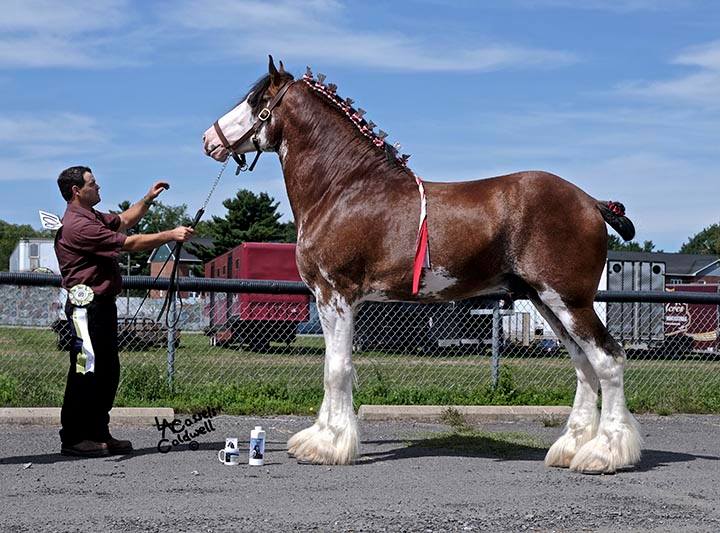 Supreme Champion Supreme Clydesdale Stallion